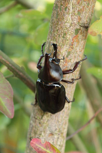 istock xylotrupes sumatrensis beetle 484295893