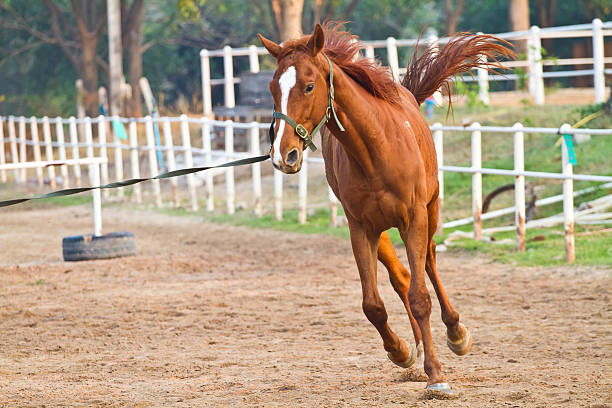 black and white image of hors in sprint
