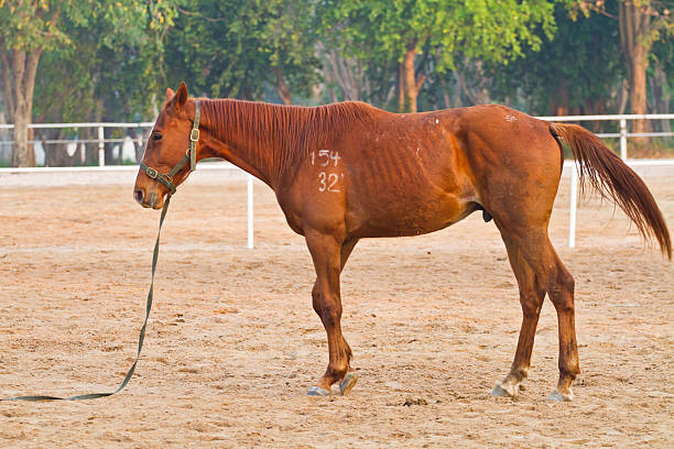 A low-angle view of a standing light-colored horse against a clear blue sky, reflecting nature's beauty and the elegance of animals in a peaceful outdoor environment.