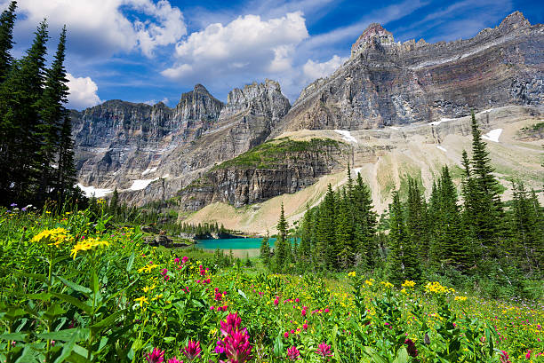 fiori selvatici sulla iceberg lago trail - montana mountain us glacier national park mountain range foto e immagini stock