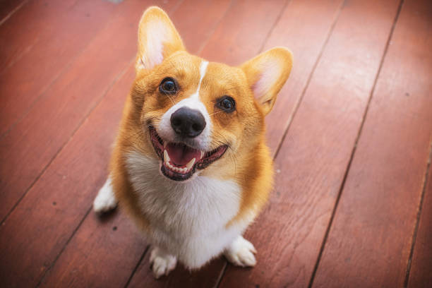 istock Corgi dog soft focus Classic tone 484297530
