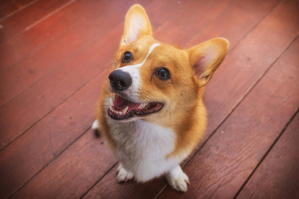 istock Corgi dog soft focus Classic tone 484297538