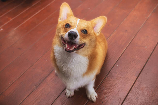 istock Corgi dog soft focus Classic tone 484297540