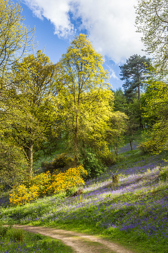 Track, spring trees and bluebells in woods in Winkworth Arboretum near Godalming, Surrey, south-east England, UK in spring, with bluebells, fresh green tree foliage and blue sky with white fluffy clouds