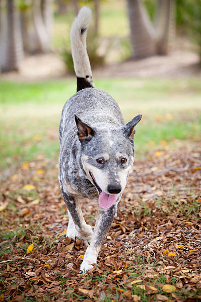 istock Blue Healer Dog in a Park 484299462