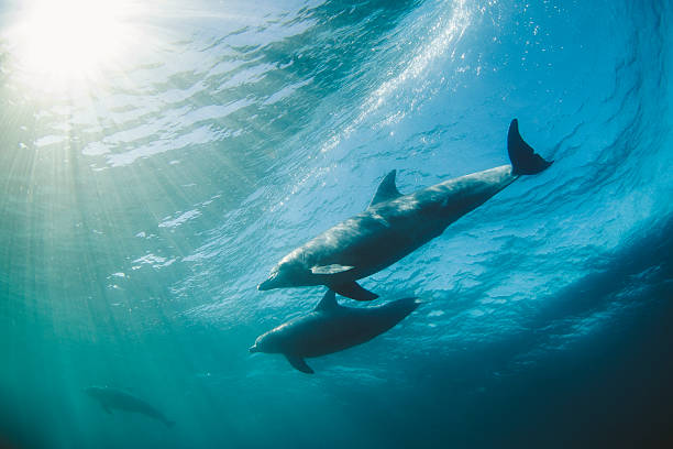 dauphins de prendre la vague - pod photos et images de collection
