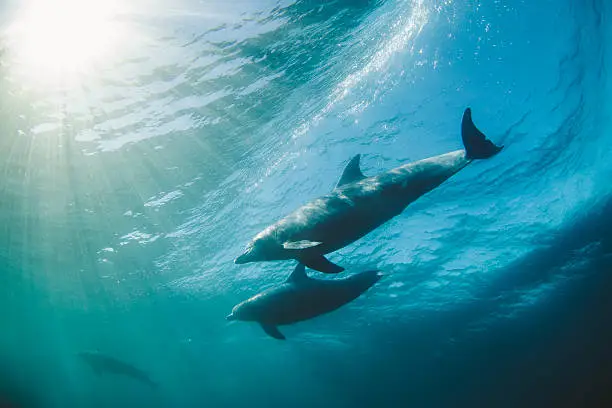 A pair of smiling dolphins gliding in behind a wave on a sunny day in the ocean.