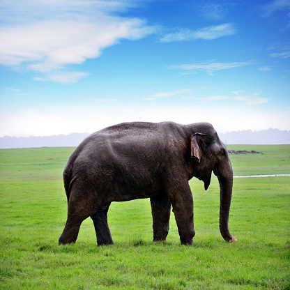 Wild elephant in Kadulla national park, Sri-Lanka. Composite photo