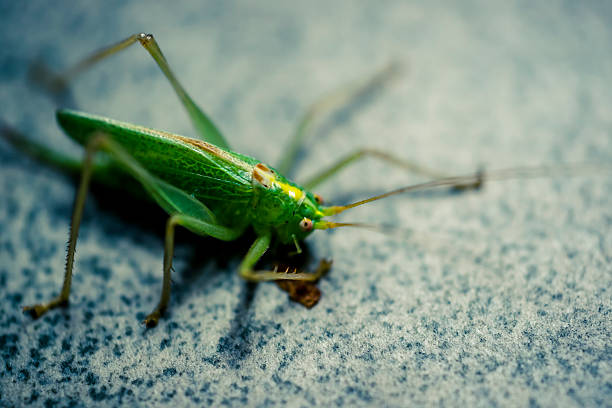 istock macro shot of grasshopper 484308228