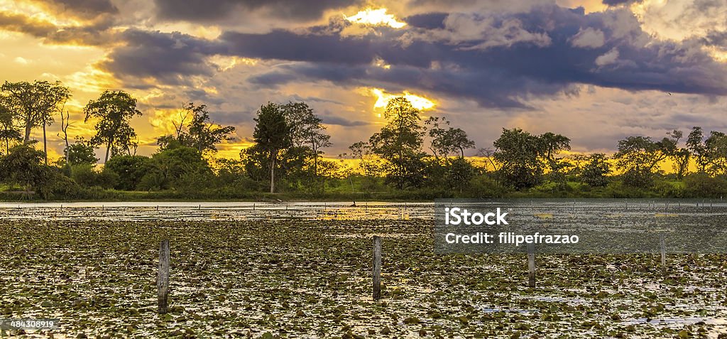Colorful sunset in Pantanal, Brazil Backgrounds Stock Photo