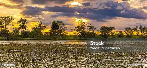 Colorful Sunset In Pantanal Brazil Stock Photo - Download Image Now - Backgrounds, Brazil, Pantanal Wetlands