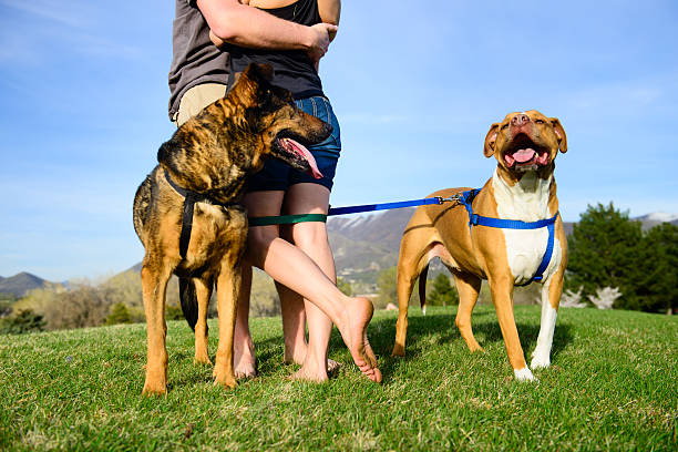 Tied Up Dog Owners in Love Two dogs wrapped leashes around a two adults who are hugging each other.  bound woman stock pictures, royalty-free photos & images
