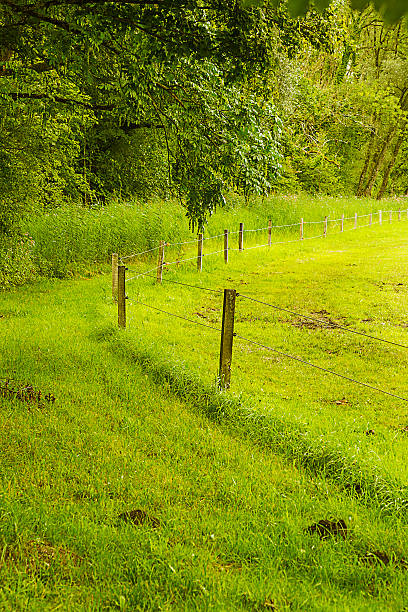 istock Wood fence on a green field 484309786