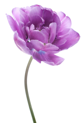 Studio Shot of Purple Colored Tulip Flower Isolated on White Background. Large Depth of Field (DOF). Macro. National Flower of The Netherlands, Turkey and Hungary.