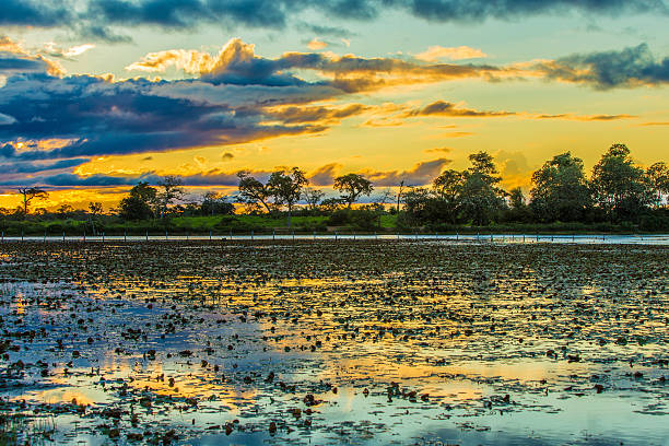 Colorful sunset in Pantanal, Brazil Colorful sunset in Pantanal, Brazil pantanal wetlands photos stock pictures, royalty-free photos & images