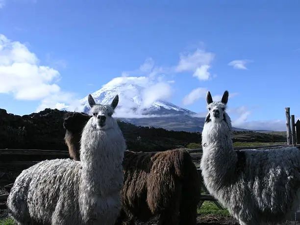 A llamas in front of the Cotopaxi volcano in Ecuador.