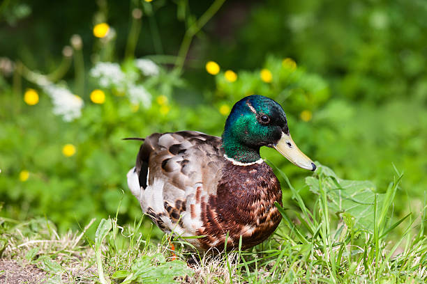 Wild pato en pie - foto de stock