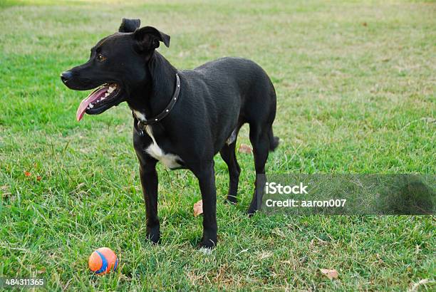 Black Dog Playing With Ball Stock Photo - Download Image Now - Animal Tricks, Black Color, Dog