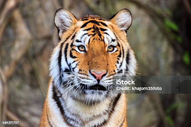 Tigre Del Bengala Del Viso - Fotografie stock e altre immagini di Abilità - Abilità, Aggressione, Ambientazione esterna
