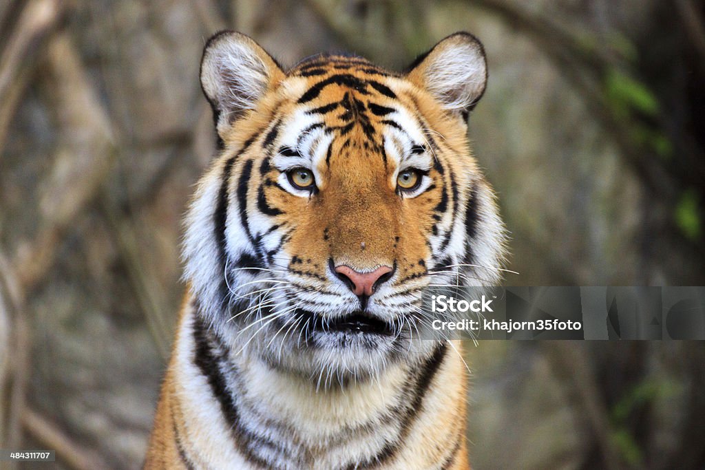 Tygrys bengalski twarzy - Zbiór zdjęć royalty-free (Agresja)