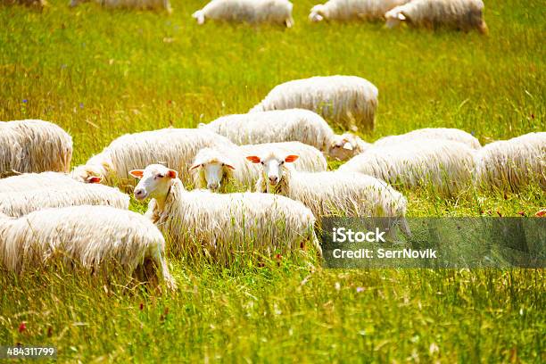 Stado Owiec W Gospodarstwie - zdjęcia stockowe i więcej obrazów Dolina - Dolina, Duża grupa zwierząt, Fotografika