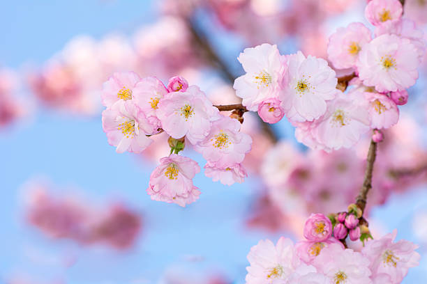 istock Twig of a flowering Cherry Tree 484311951