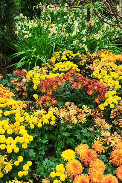 istock Colorful Flower Garden 484311963