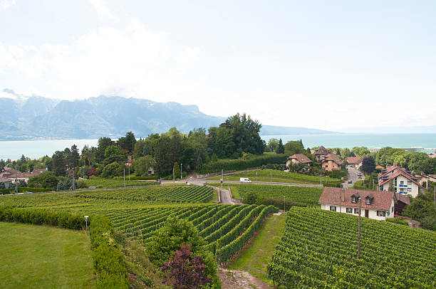 istock Houses amidst Vineyards 484312209