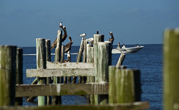 istock birds and fishing boat 484312340