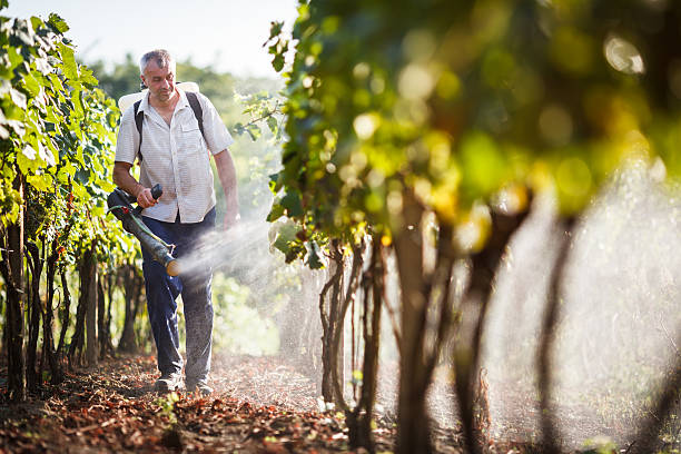 istock Vintner spraying chemicals on vine grapes 484312341