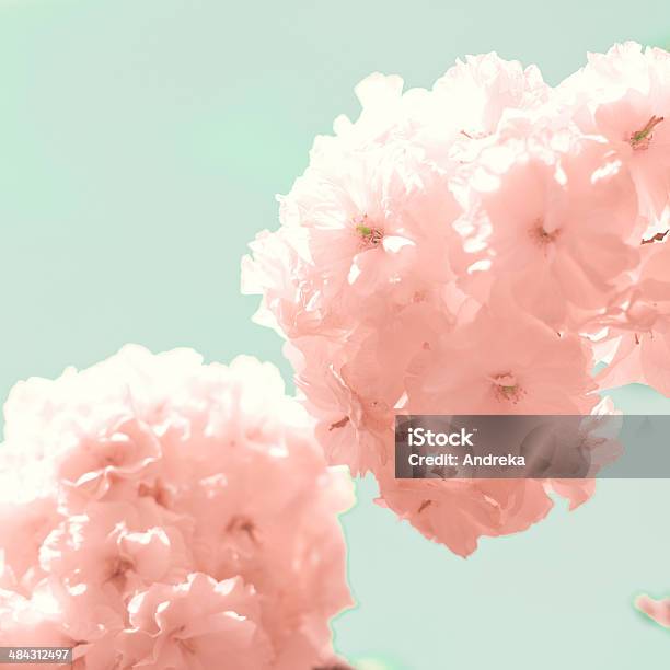 Cherry Blossoms Stockfoto und mehr Bilder von Baumblüte - Baumblüte, Bildhintergrund, Blau