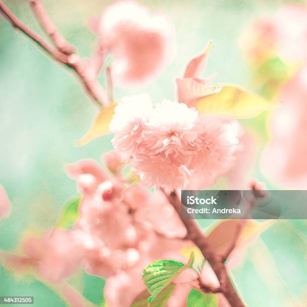 Cherry Blossoms Stockfoto und mehr Bilder von Alt - Alt, Baumblüte, Bildhintergrund