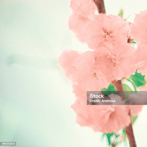 Cerezo Foto de stock y más banco de imágenes de Anticuado - Anticuado, Azul turquesa, Celebración - Ocasión especial