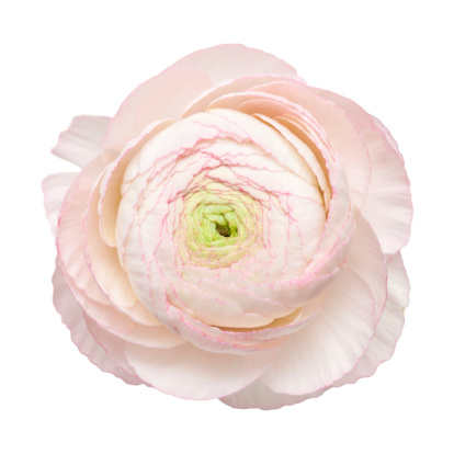 pale pink ranunculus, persian buttercup, isolated on white background