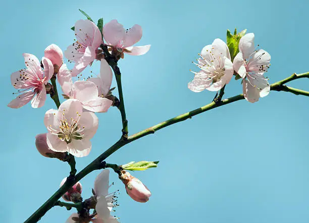 spring peach blossom and blue sky