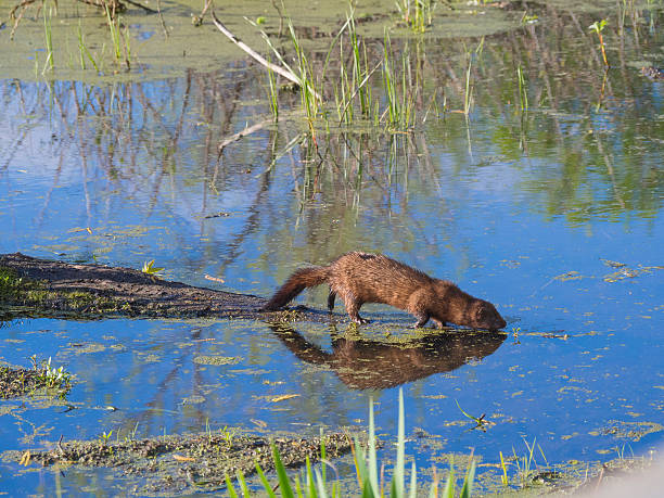 istock Muskrat on wood in marsh 484315906
