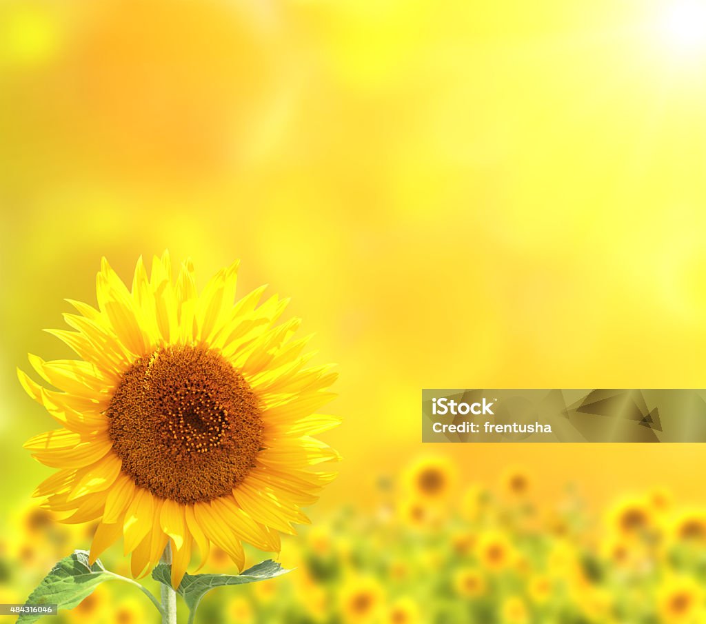 Bright sunflowers on yellow background 2015 Stock Photo