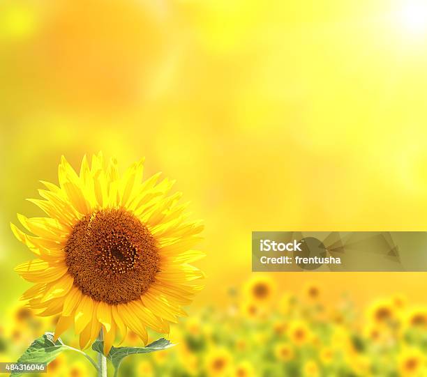 Bright Sunflowers On Yellow Background Stock Photo - Download Image Now - 2015, Flower, Green Color