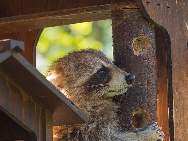 istock Raccoon wainting to eat 484316422