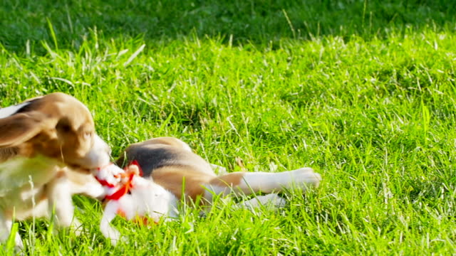 Show dog of breed of beagle on a natural green background playing with toy