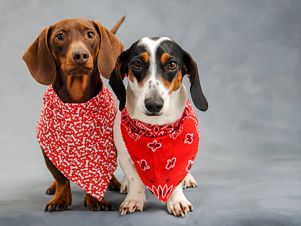 Bandana Band Serious looking dachshund's wearing bright red and white colorful bandanas with extra space on the right for text. bandana photos stock pictures, royalty-free photos & images