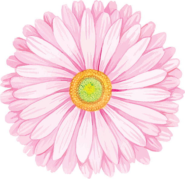 illustrations, cliparts, dessins animés et icônes de gerbera rose aquarelle. - single flower flower marguerite white background