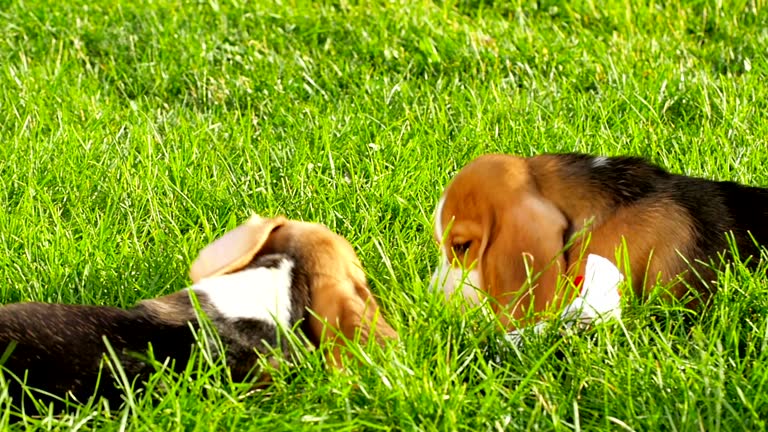 Show dog of breed of beagle on a natural green background