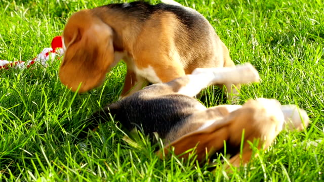 Profile of beagle dog. Slow motion