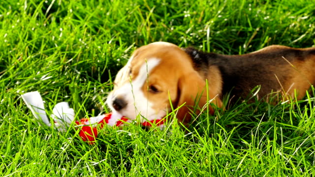 Show beagle on a natural green background playing with toy