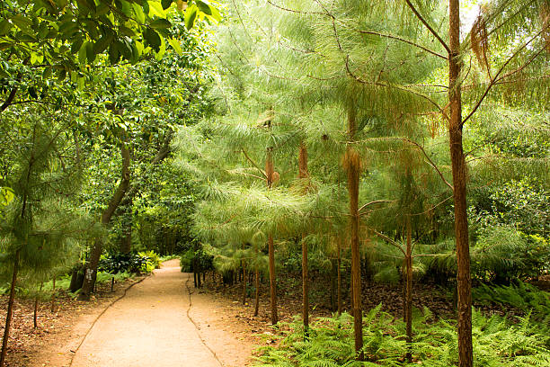 Trail Trail at Bayou Bend Gardens in Houston, Texas arboretum stock pictures, royalty-free photos & images