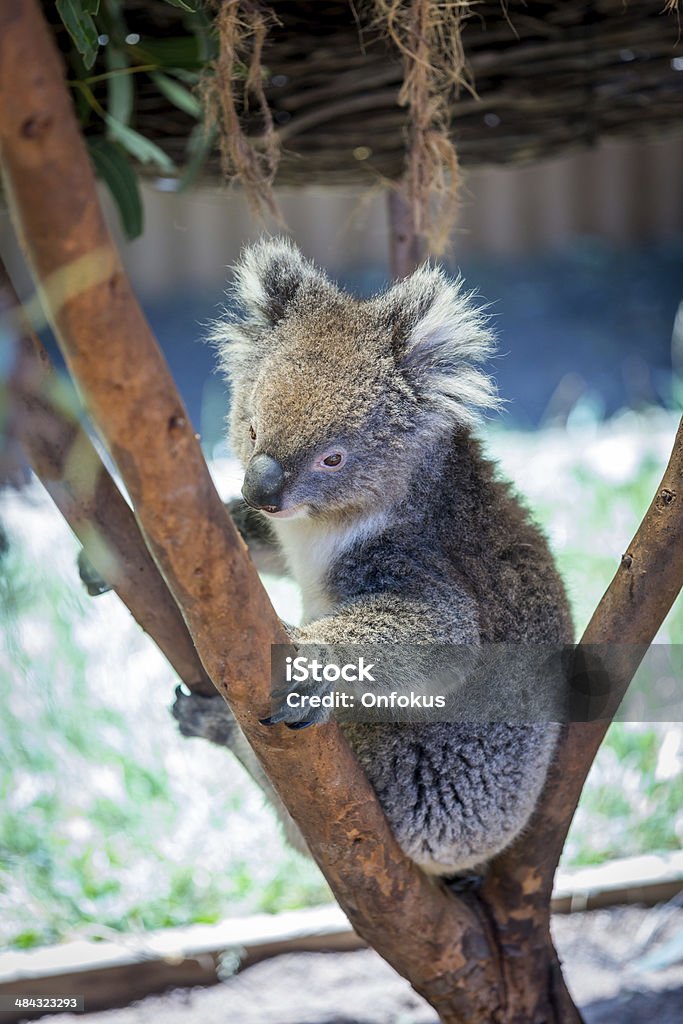 Коала расположенный в дерево - Стоковые фото Otway Ranges роялти-фри