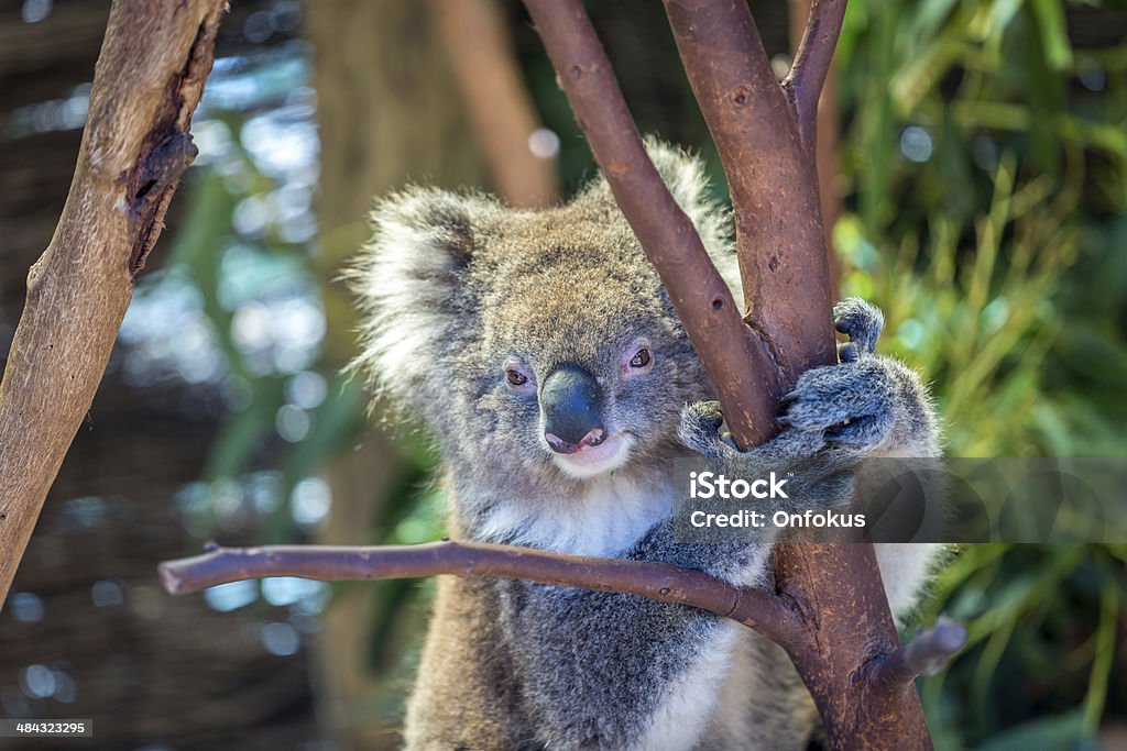 Coala situada bem na Árvore - Royalty-free Alimentar Foto de stock