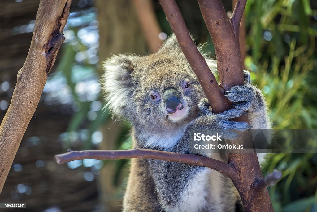 Koala perché dans les arbres - Photo de Aliment libre de droits