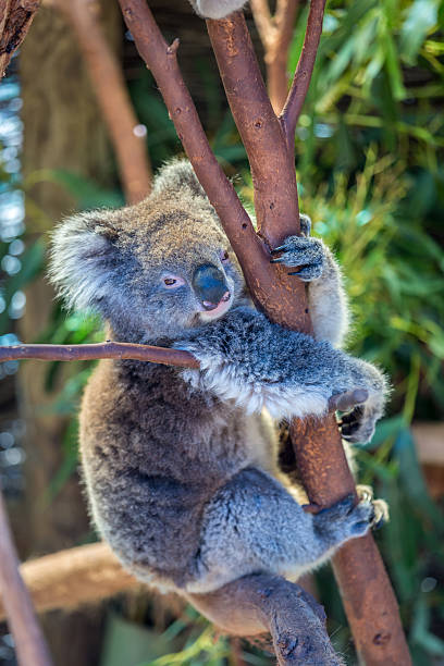 istock Koala Perched in Tree and Eating Leaves, Australia 484323309